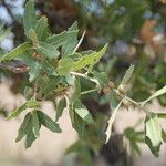 Quercus oblongifolia Leaf