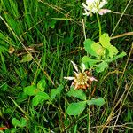 Trifolium hybridum عادت