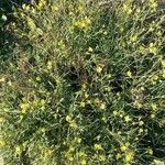 Diplotaxis tenuifolia 整株植物