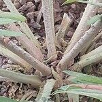 Encephalartos pterogonus बार्क (छाल)