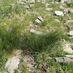 Juncus trifidus Yeri