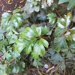 Toxicodendron radicans Листок