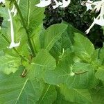 Nicotiana sylvestris Blad