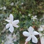 Jasminum grandiflorum Blüte