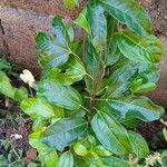 Passiflora edulis Blad