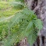 Polypodium cambricumFloare