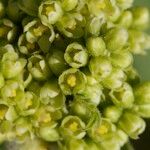 Rhus coriaria Flor