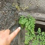 Adiantum capillus-veneris Hoja