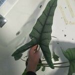 Alocasia longiloba Blatt