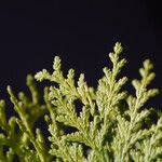 Chamaecyparis thyoides Leaf