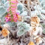 Origanum dictamnus Flower