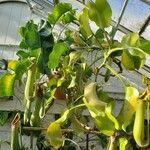 Nepenthes truncata موطن