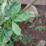 Zanthoxylum asiaticum पत्ता