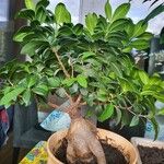 Ficus microcarpa Lehti