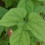 Ipomoea lobata Hoja