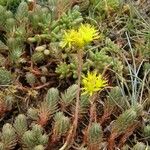 Petrosedum montanum Blüte