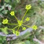 Seseli peucedanoides Flor