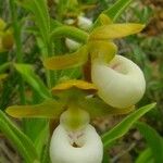 Cypripedium californicum Flor