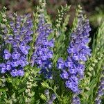 Scutellaria baicalensis Flor