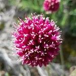 Allium sphaerocephalon Blüte