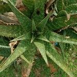 Aloe maculata Leaf