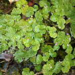 Hydrocotyle ranunculoides 整株植物