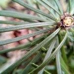 Pseudotsuga menziesii Levél
