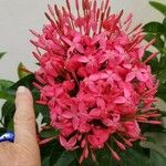 Ixora coccinea फूल