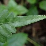 Pteris hamulosa Leaf