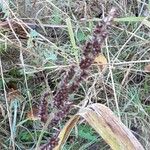 Echinochloa crus-galli Fruit