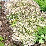 Saxifraga rosacea Агульны выгляд