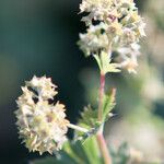 Alchemilla flabellata Цвят