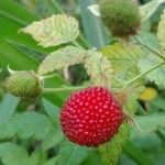 Rubus rosifolius Frukto