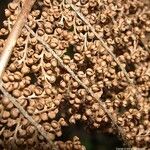 Dicksonia munzingeri Fruit