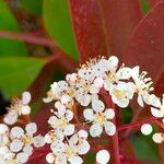 Photinia × fraseri Flower