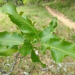 Curatella americana Leaf