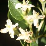 Calycophyllum candidissimum 花