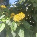 Lantana camara花