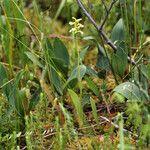 Platanthera clavellata 形態