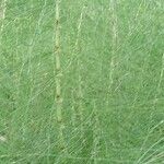 Equisetum telmateia Hàbitat