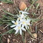 Leucocrinum montanum Flower