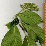 Psychotria luxurians Sonstige