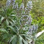 Echium callithyrsum Flower