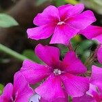 Phlox drummondii Flower