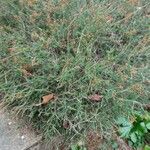 Erica manipuliflora ফুল