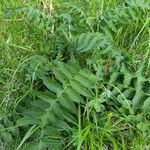 Cirsium erisithales Leaf