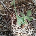 Kedrostis leloja Leaf