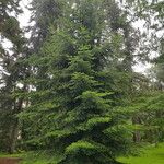 Abies cephalonica Alkat (teljes növény)