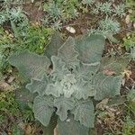 Verbascum boerhavii Blatt