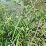 Cyperus brevifolius Flower